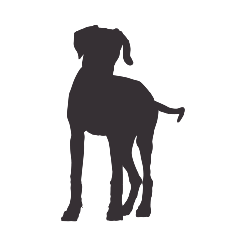 Silhouette de chien Rhodesian Ridgeback debout