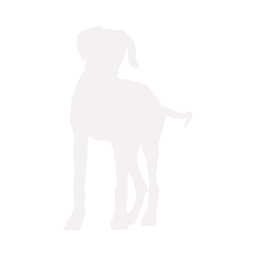 Silhouette de chien Rhodesian Ridgeback debout