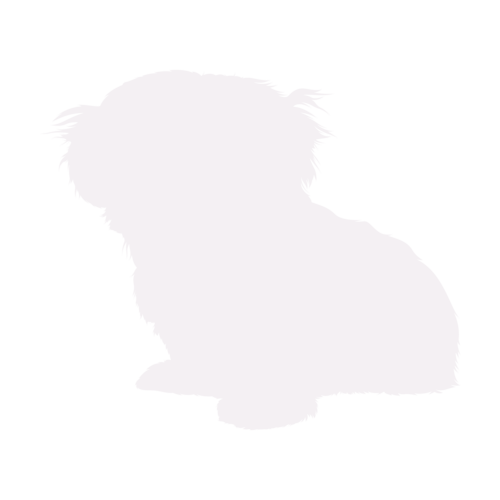 Silhouette de chien Shih Tzu assis