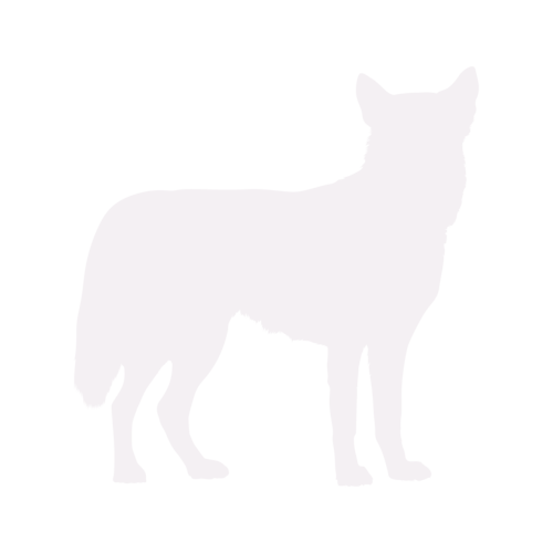 Silhouette de chien Husky Sibérien debout