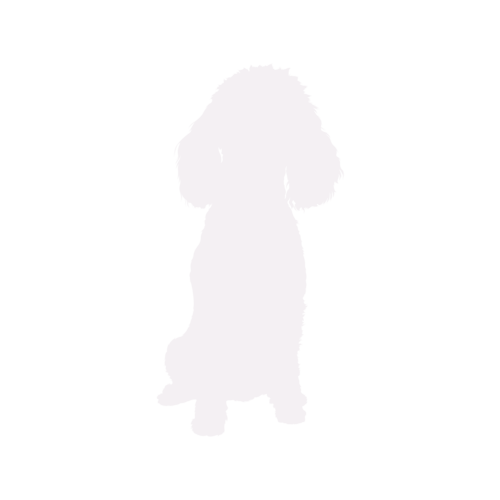 Silhouette de chien Caniche Toy assis