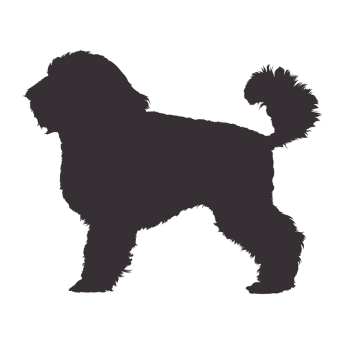 Silhouette de chien Caniche Toy debout
