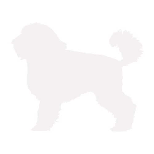 Silhouette de chien Caniche Toy debout